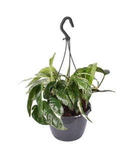 Epipremnum pinnatum variegata - L