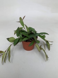 Hoya Rosita - M