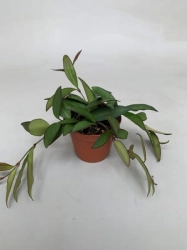 Hoya Rosita - M