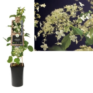 Hortensja hydrangea anomala petiolaris - L