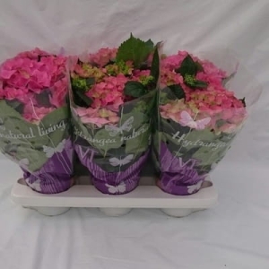 Hortensja hydrangea Early Rosa - M