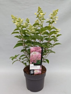 Hortensja hydrangea paniculata Pink Lady - L