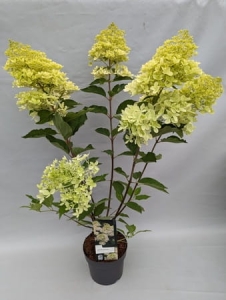 Hortensja hydrangea paniculata Phantom - L