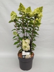 hydrangea paniculata Mont Blanc