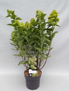 Hortensja hydrangea paniculata Magical Candle - L