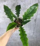 Philodendron Narrow Leaf - L