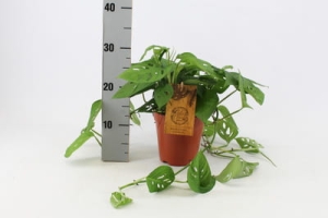 Monstera adansonii Narrow Leaf - L