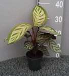 Calathea roseopicta Cora - L