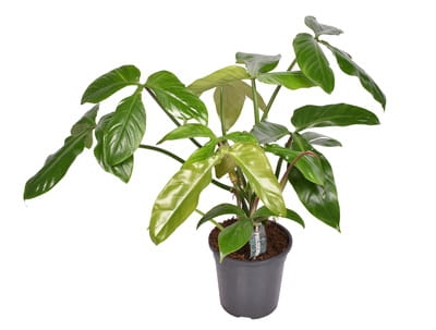Philodendron Tripartitum - M