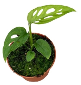 Monstera epipremnoides / esqueleto - M