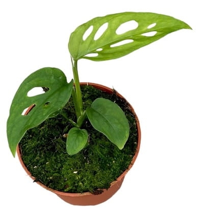 Monstera epipremnoides / esqueleto - M