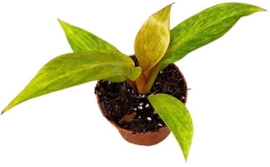 Philodendron Orange Marmolade - M