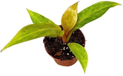 Philodendron Orange Marmalade - M