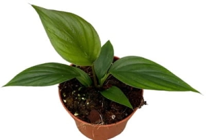 Homelomena rubescens Black - M