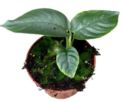 Schismatoglottis hendrikii - M