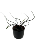 Alocasia Flying Squid