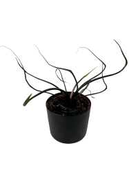  Alocasia Flying Squid 