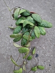 Hoya sigillatis 'Round Leaves' - M