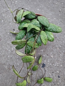 Hoya sigillatis 'Round Leaves' - M