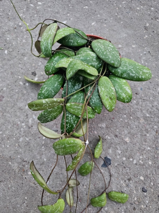 Hoya sigillatis 'Round Leaves' - M