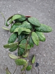 Hoya sigillatis 'Round Leaves' - M