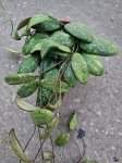 Hoya sigillatis 'Round Leaves' - M