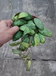 Hoya sigillatis 'Round Leaves' - M