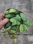 Hoya sigillatis 'Round Leaves' - M