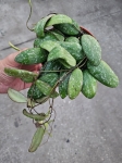 Hoya sigillatis 'Round Leaves' - M