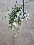 Hoya Krohniana Eskimo Super Silver - M