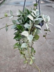 Hoya Krohniana Eskimo Super Silver - M