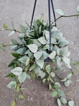 Hoya Krohniana Eskimo Super Silver - M