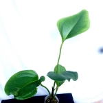 Anthurium ovatifolium AOVA 2