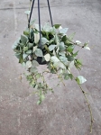 Hoya Krohniana Eskimo Super Silver - M