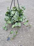 Hoya Lacunosa Splash - M