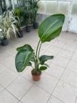 Strelitzia nicolai - XL