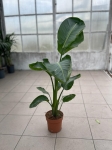 Strelitzia nicolai - XL