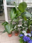 Strelitzia nicolai - XL