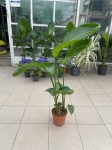 Strelitzia nicolai - XL