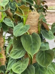 Philodendron lupinum - L ( na paliku)