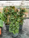 Philodendron lupinum - L ( na paliku)