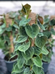 Philodendron lupinum - L ( na paliku)
