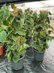 Philodendron lupinum - L ( na paliku)