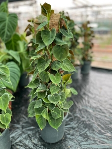 Philodendron lupinum - L ( na paliku) 