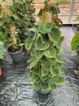 Philodendron lupinum - L ( na paliku)