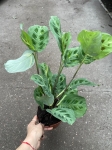 Maranta leuconeura kerchoveana variegata - L