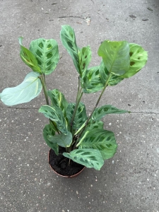 Maranta leuconeura kerchoveana variegata - L