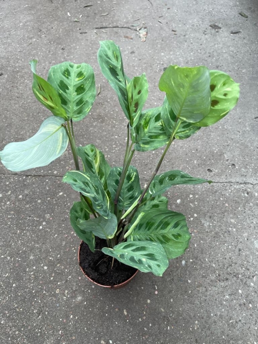 Maranta leuconeura kerchoveana variegata - L