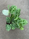Maranta leuconeura kerchoveana variegata - L