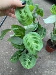 Maranta leuconeura kerchoveana variegata - L